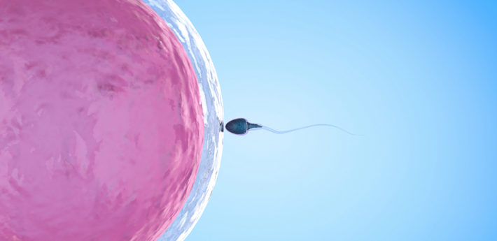 сперматозоид и яйцеклетка