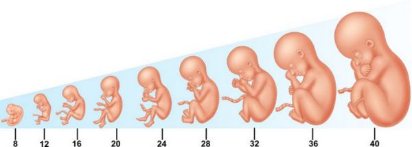 Стадии развития ребенка в утробе матери по неделям в картинках